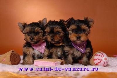Yorkshire Terrier Toy de vanzare - Pret | Preturi Yorkshire Terrier Toy de vanzare