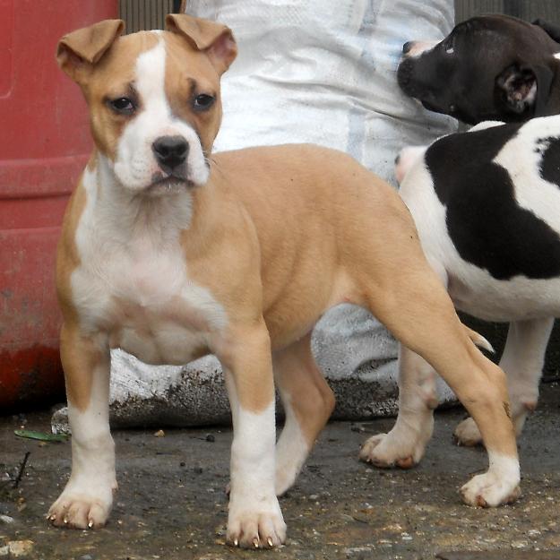Amstaff Cu Pedigree! - Pret | Preturi Amstaff Cu Pedigree!