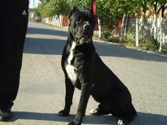 vand pui cane corso cu pedigree - Pret | Preturi vand pui cane corso cu pedigree