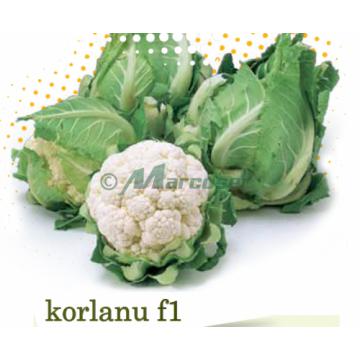Seminte de conopida Korlanu F1 - Pret | Preturi Seminte de conopida Korlanu F1