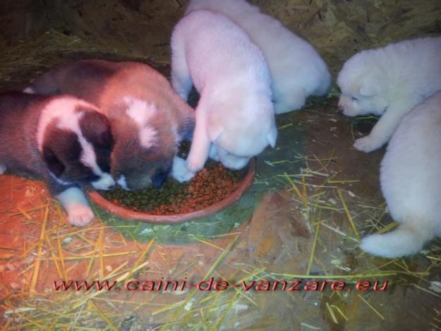 Femele Akita inu de vanzare - oferte speciale - Pret | Preturi Femele Akita inu de vanzare - oferte speciale