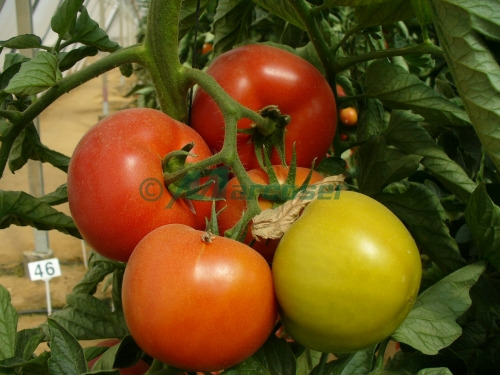 Vand seminte tomate Rosaliya F1 !! - Pret | Preturi Vand seminte tomate Rosaliya F1 !!