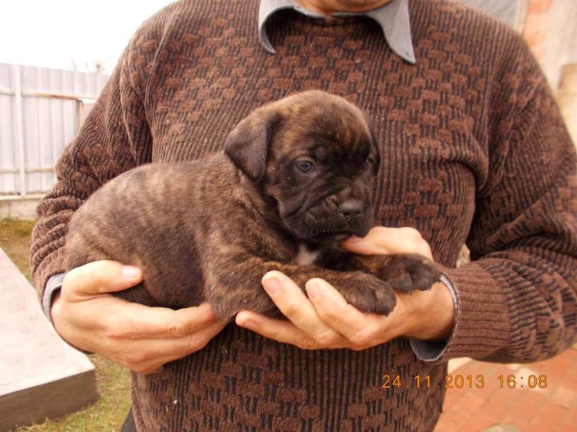 Pui Cane Corso - Pret | Preturi Pui Cane Corso