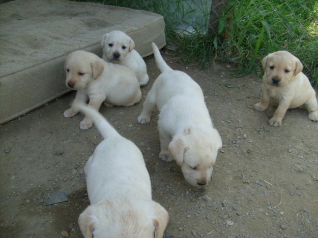 LABRADORI DEOSEBITI! - Pret | Preturi LABRADORI DEOSEBITI!