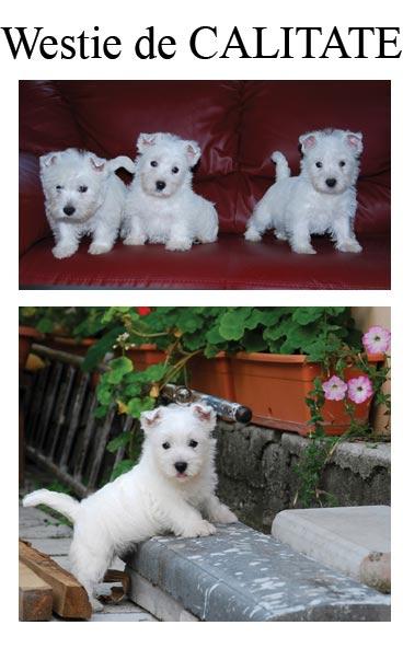 Canisa vindem catei Westie de calitate - 10 saptamani cu pedigree - Pret | Preturi Canisa vindem catei Westie de calitate - 10 saptamani cu pedigree