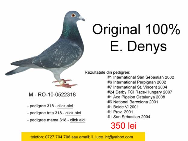 Porumbei de vanzare 2011 - mascul 100% E. Denys si femela din camp. nat. maraton - Pret | Preturi Porumbei de vanzare 2011 - mascul 100% E. Denys si femela din camp. nat. maraton