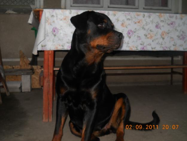 Vand puii de rottweiler talie mare - Pret | Preturi Vand puii de rottweiler talie mare