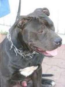 monta amstaff - Pret | Preturi monta amstaff