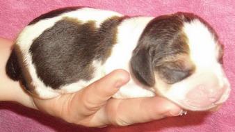 prenotari pui beagle cu pedigree - Pret | Preturi prenotari pui beagle cu pedigree