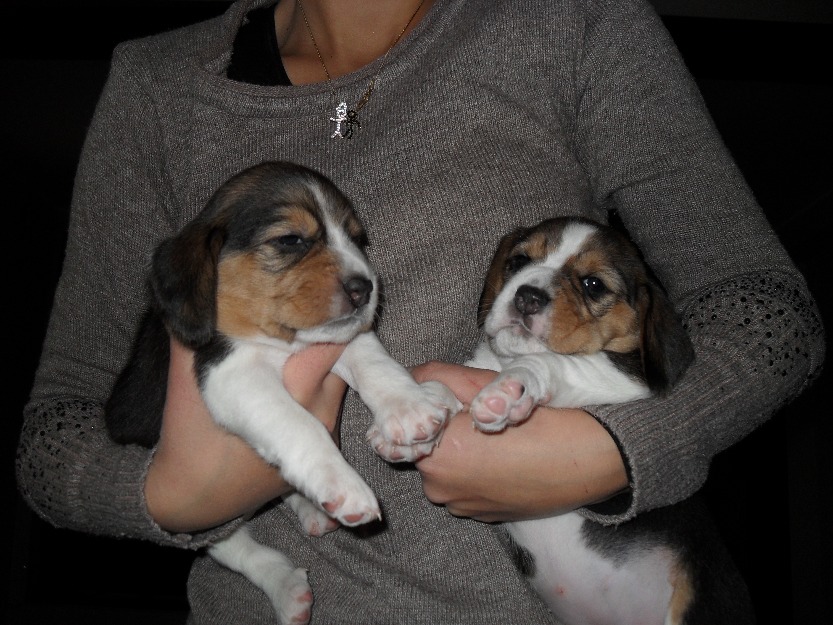 Catei beagle adorabili - Pret | Preturi Catei beagle adorabili
