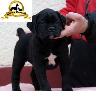 Cane Corso de vanzare - Pret | Preturi Cane Corso de vanzare