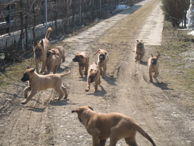 Ciobanesc belgian Malinois - Pret | Preturi Ciobanesc belgian Malinois