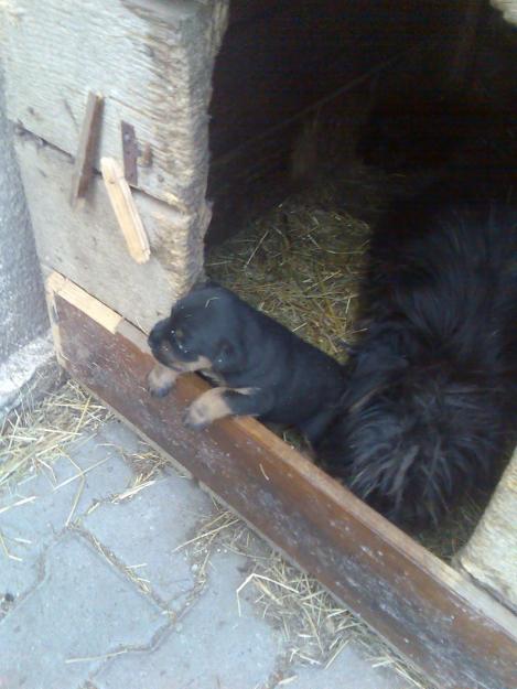 Jagd Terrier pui de vanzare de la parinti vanatori - Pret | Preturi Jagd Terrier pui de vanzare de la parinti vanatori