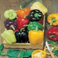 Seminte amatori - legume si plante aromatice - Pret | Preturi Seminte amatori - legume si plante aromatice