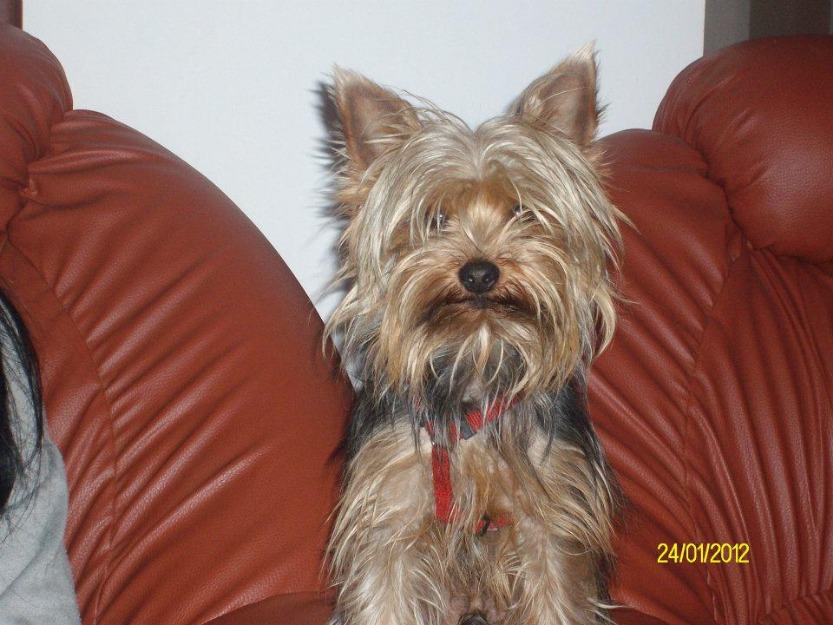 Pui yorkshire terrier toy standard sau platinati - Pret | Preturi Pui yorkshire terrier toy standard sau platinati