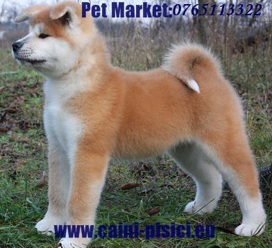 Akita Inu de vanzare - Pret | Preturi Akita Inu de vanzare