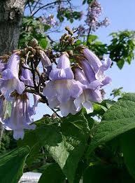 Seminte paulownia tomentosa 800-1000buc - Pret | Preturi Seminte paulownia tomentosa 800-1000buc