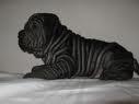 vand shar pei sanatosi cu pedigree - Pret | Preturi vand shar pei sanatosi cu pedigree