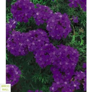 Verbena Hybrid - Pret | Preturi Verbena Hybrid