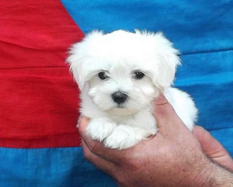 Vand Bichon Toy Rasa Pura - Pret | Preturi Vand Bichon Toy Rasa Pura