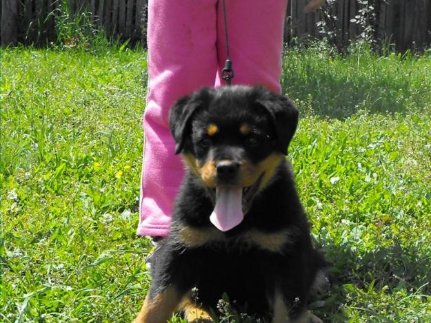 Vand pui rottweiler de exceptie din parinti campioni excelenti pt paza sau companie - Pret | Preturi Vand pui rottweiler de exceptie din parinti campioni excelenti pt paza sau companie