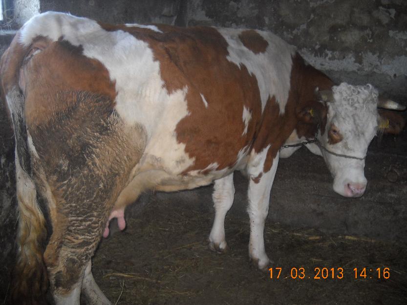 vaca gestanta 1000 euro - Pret | Preturi vaca gestanta 1000 euro