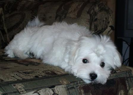 Vind catei Bishon Maltese ;frise;bolognese;havanese - Pret | Preturi Vind catei Bishon Maltese ;frise;bolognese;havanese