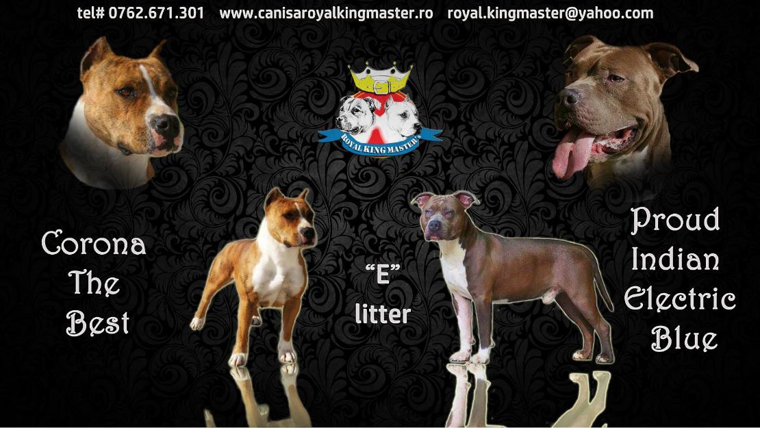 Amstaff - Pret | Preturi Amstaff