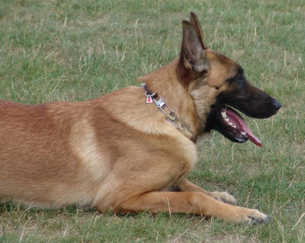 Vand pui Ciobanesc Belgian Malinois,pret de crescator! - Pret | Preturi Vand pui Ciobanesc Belgian Malinois,pret de crescator!