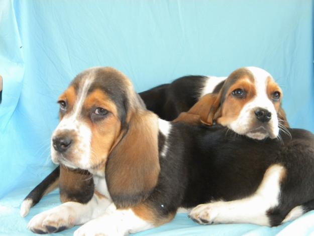 vind catelusi basset-hound - Pret | Preturi vind catelusi basset-hound