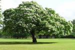 Vand   catalpa ( arbore ornamental prin  flori si frunze) - Pret | Preturi Vand   catalpa ( arbore ornamental prin  flori si frunze)