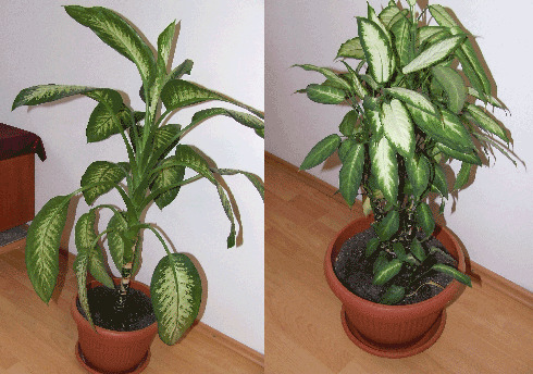 Vand 2 plante decorative - Pret | Preturi Vand 2 plante decorative