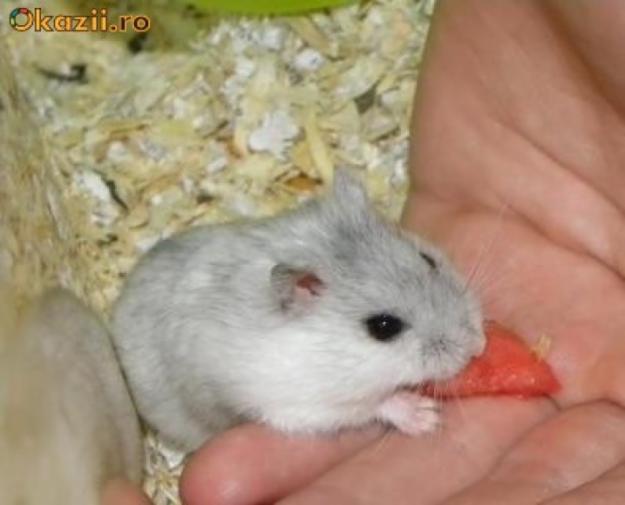 Vand hamster pitic alb - Pret | Preturi Vand hamster pitic alb