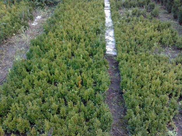 Buxus de vanzare - Pret | Preturi Buxus de vanzare