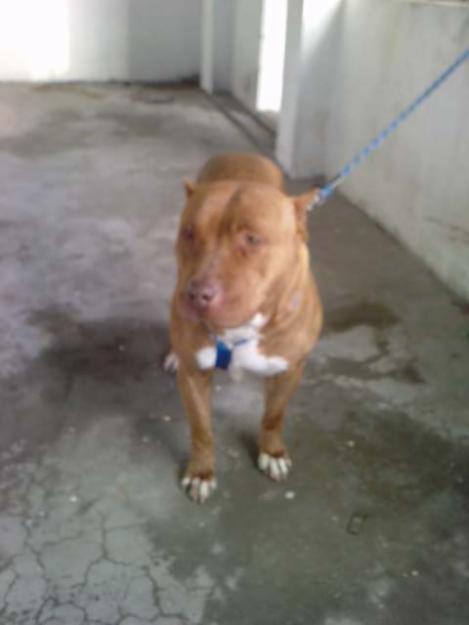 Femela Pitbull Rednose - Pret | Preturi Femela Pitbull Rednose