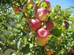 Vand brazi ecologici si pomi fructiferi autohtoni - Pret | Preturi Vand brazi ecologici si pomi fructiferi autohtoni