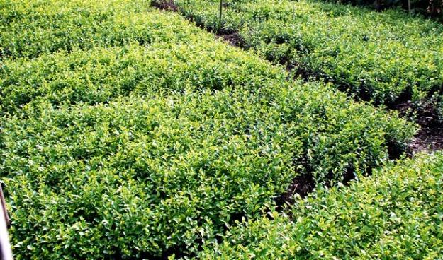 Vand rasad de plante ornamentale pentru pepiniera.(buxus , tuia , ligustrum ovalifol - Pret | Preturi Vand rasad de plante ornamentale pentru pepiniera.(buxus , tuia , ligustrum ovalifol