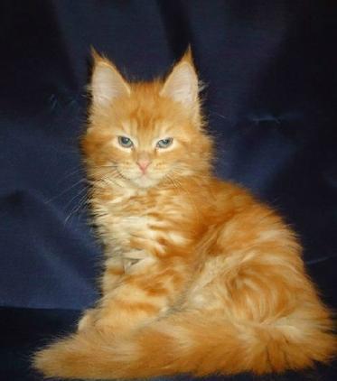 Maine Coon rasa pura - Pret | Preturi Maine Coon rasa pura