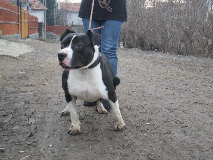 pit bull - Pret | Preturi pit bull