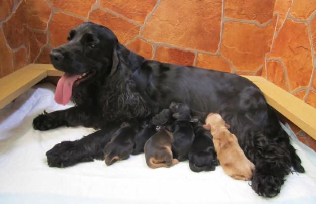 HUNGARY. English cocker spaniel puppies in Hungary - Pret | Preturi HUNGARY. English cocker spaniel puppies in Hungary