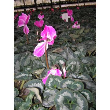 Ghiveci flori CYCLAMEN - Pret | Preturi Ghiveci flori CYCLAMEN