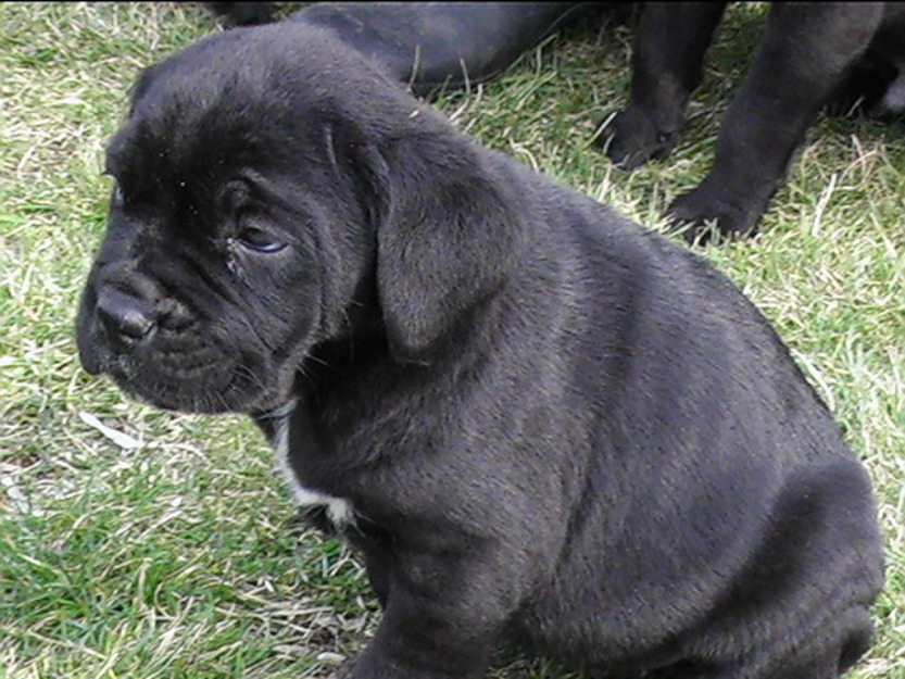 cane corso - Pret | Preturi cane corso