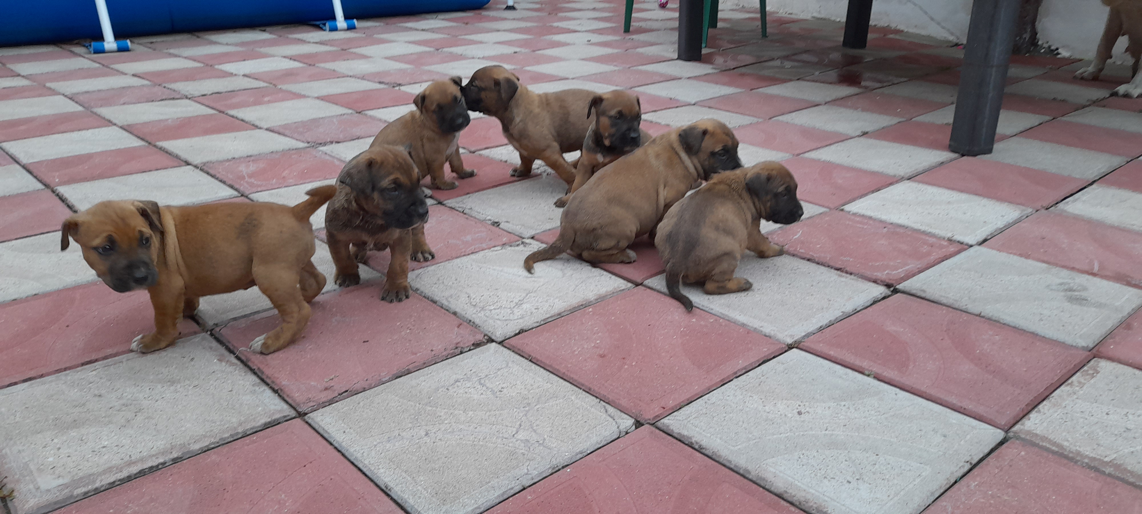Pitbull pui - Pret | Preturi Pitbull pui