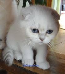 pisicuta scottish alba - Pret | Preturi pisicuta scottish alba