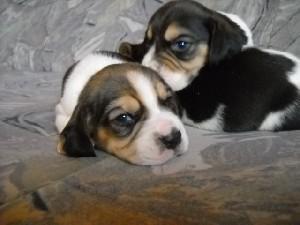 beagle tricolor de vanzare - Pret | Preturi beagle tricolor de vanzare