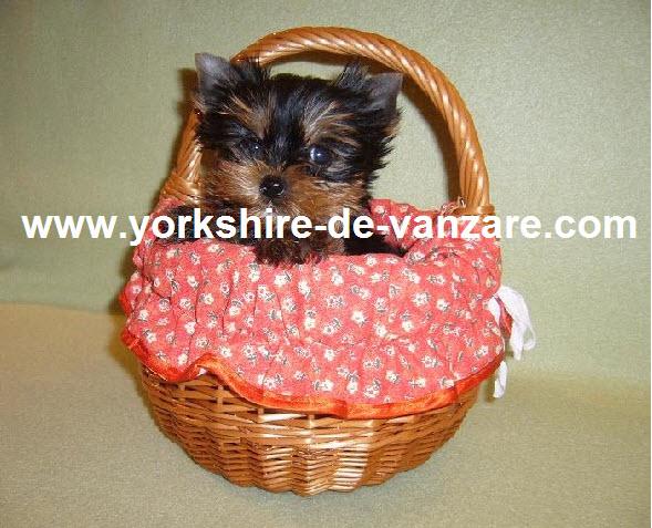 Catei De Vanzare Shih-Tzu, Yorkshire Terrier Toy, Bichoni, Westie - Pret | Preturi Catei De Vanzare Shih-Tzu, Yorkshire Terrier Toy, Bichoni, Westie