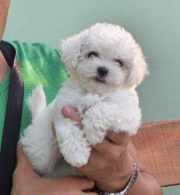 pui bichon bolognese de vanzare - Pret | Preturi pui bichon bolognese de vanzare