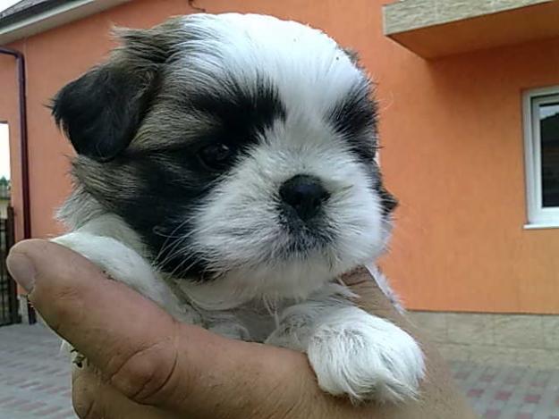 shih-tzu de vanzare - Pret | Preturi shih-tzu de vanzare