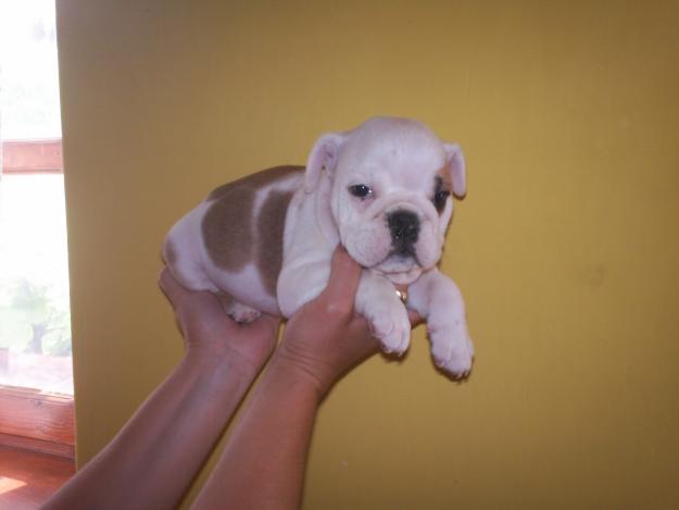 vand bulldog englez - Pret | Preturi vand bulldog englez