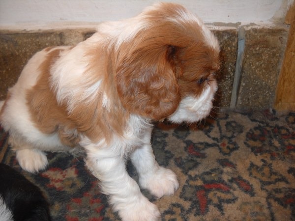 Cavalier King Charles - Pret | Preturi Cavalier King Charles